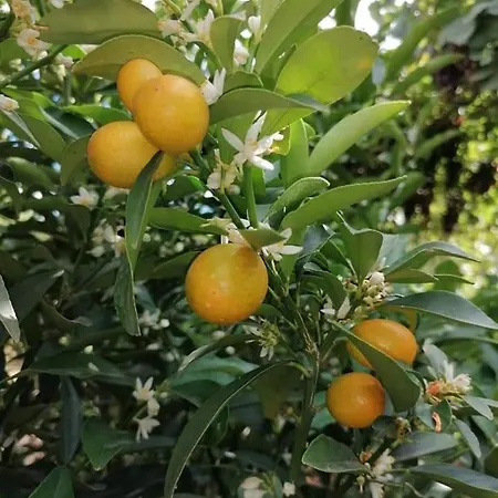 Cataleya